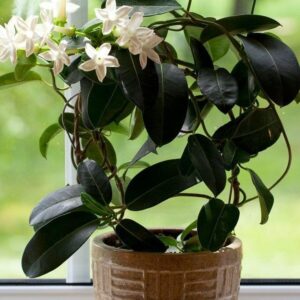 Jasmine (Jasminum spp.)