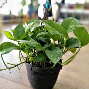 Money Plant (Epipremnum aureum)