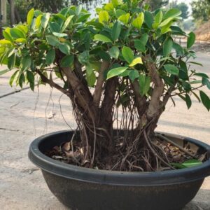 Ficus Bonsai