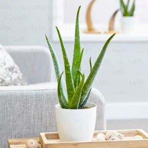 🌿Aloe Vera (Aloe barbadensis miller)