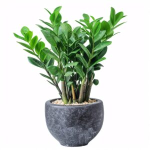 ZZ Plant (Zamioculcas zamiifolia)