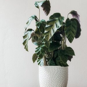 Peace Lily (Spathiphyllum)