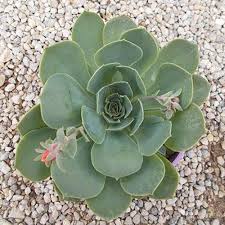 Echeveria (Echeveria spp.)