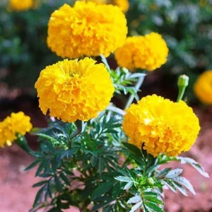Marigold
