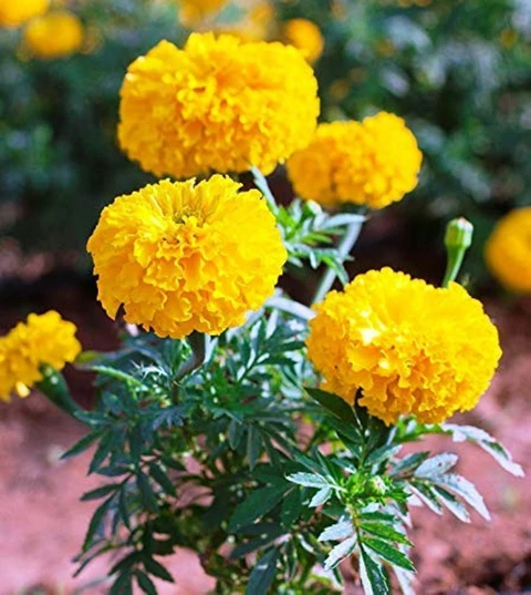 Marigold
