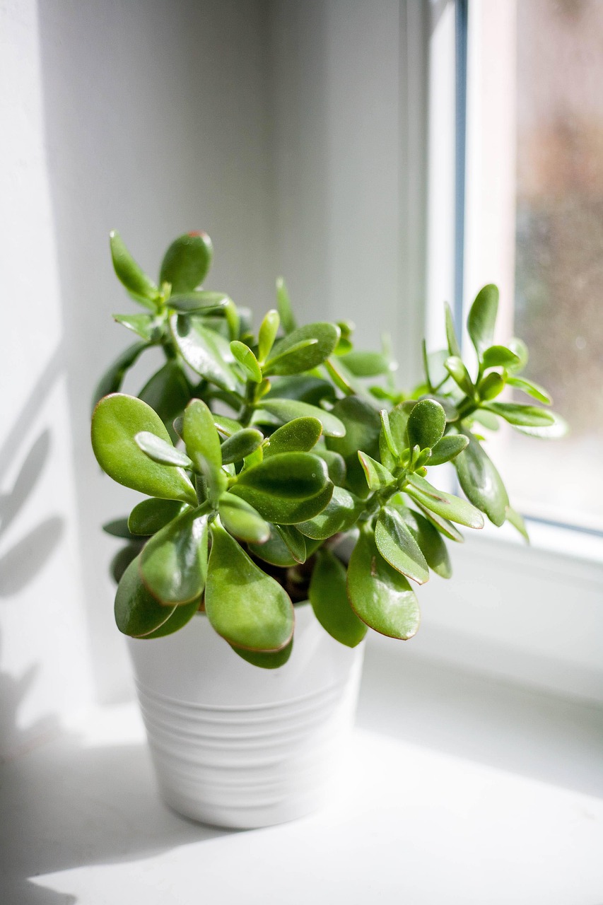 ZZ Plant (Zamioculcas zamiifolia) - Image 5
