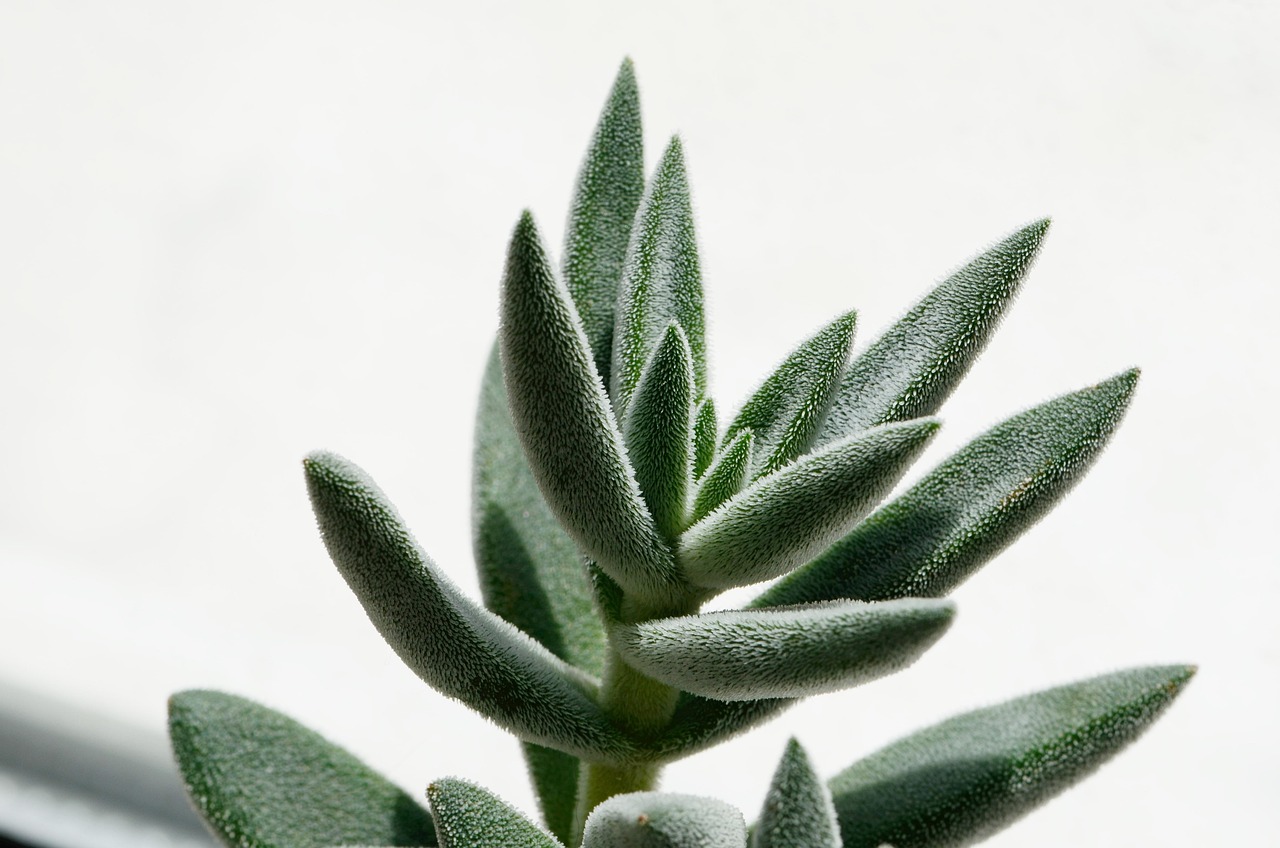 ZZ Plant (Zamioculcas zamiifolia) - Image 6