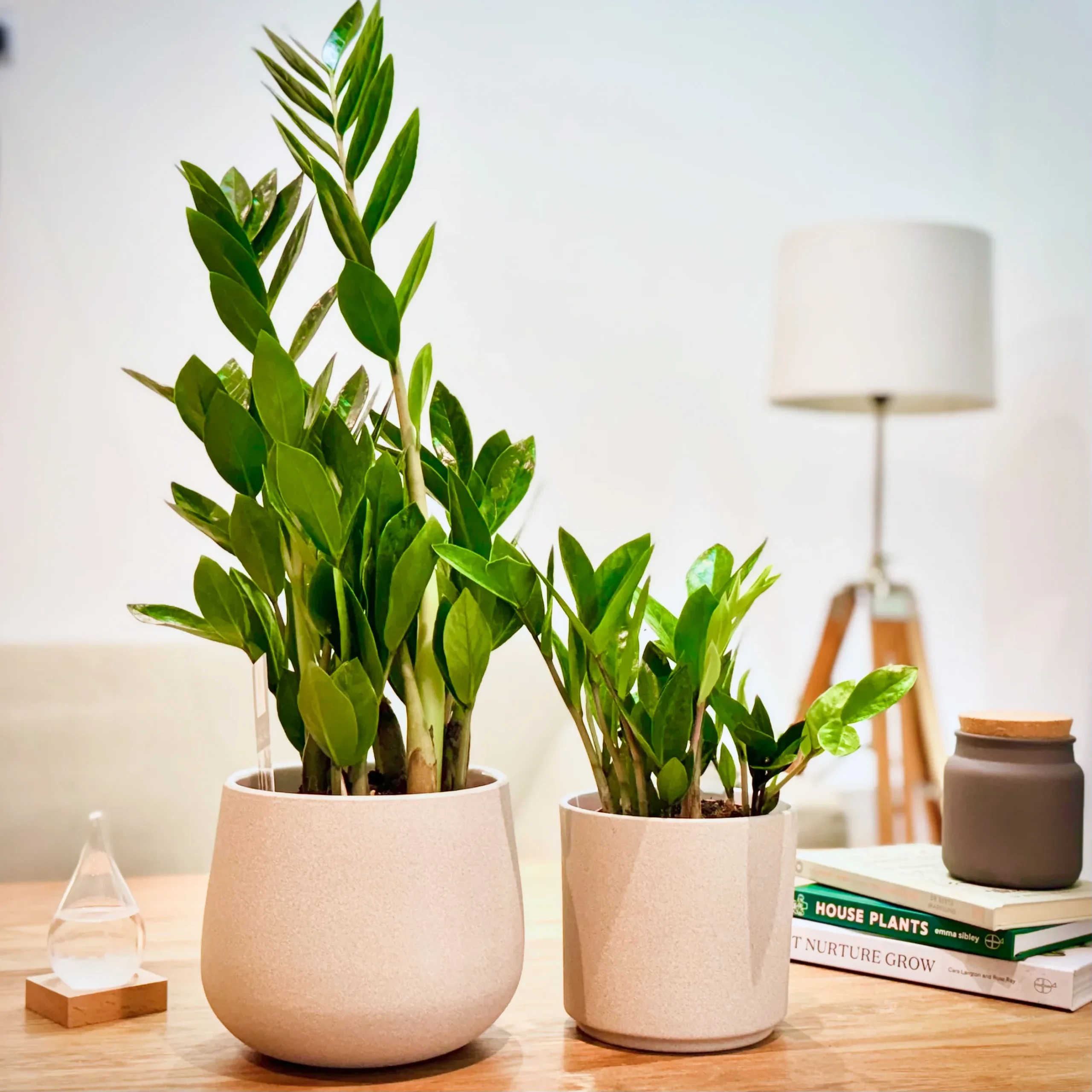 ZZ Plant (Zamioculcas zamiifolia) - Image 8